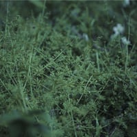 Chouchou merged syrups./clepsydra「Havfrue」 | za