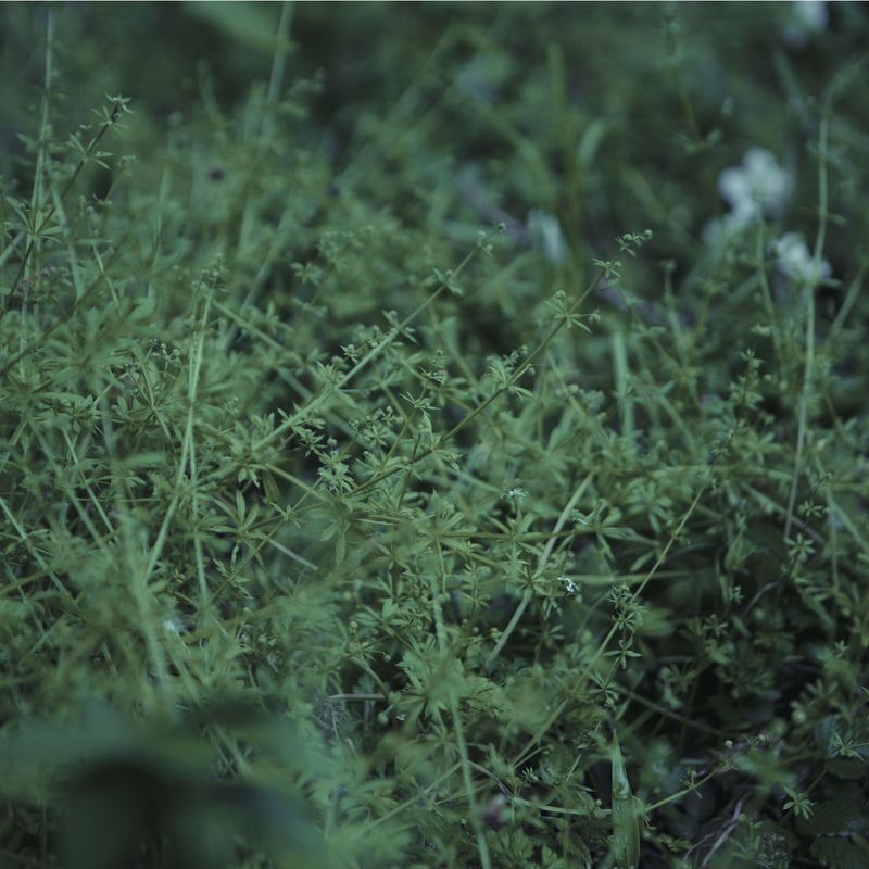 Chouchou merged syrups./clepsydra「Havfrue」 | za