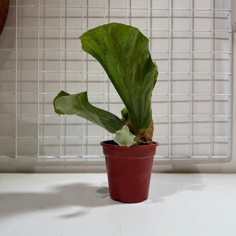 ビカクシダ | STORES