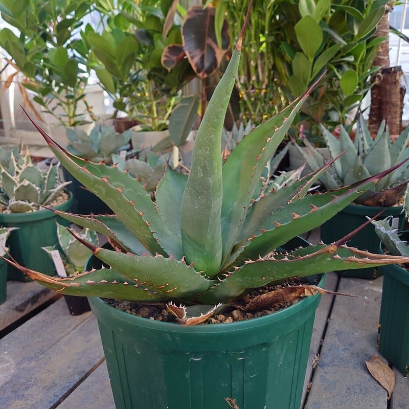 アガベ ジェントリー ジョーズ agave gentryi 