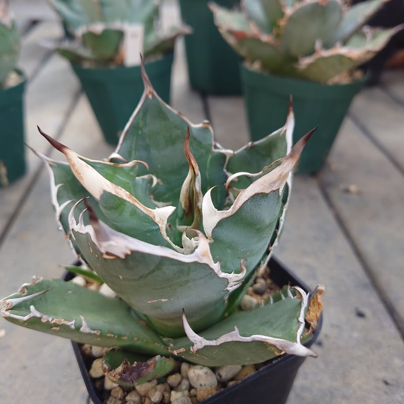 アガベ チタノタ オアハカ Agave titanota Oaxaca 13 | Mellow