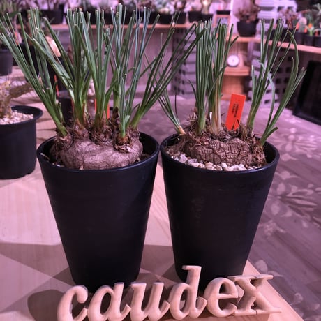 カリバナスフーケリー | STORES