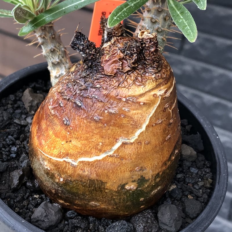 パキポディウム グラキリス 現地球 コネクトkonect fang