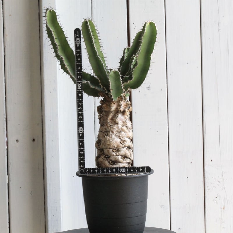 ユーフォルビア ムランジーナ | hanayoshi-botanical