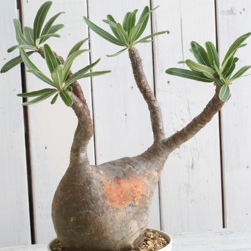 休眠中】パキポディウム・グラキリス 現地球 VALIEM⑤ 休眠中