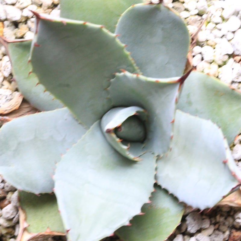 アガベ パリー 吉祥天② | hanayoshi-botanical