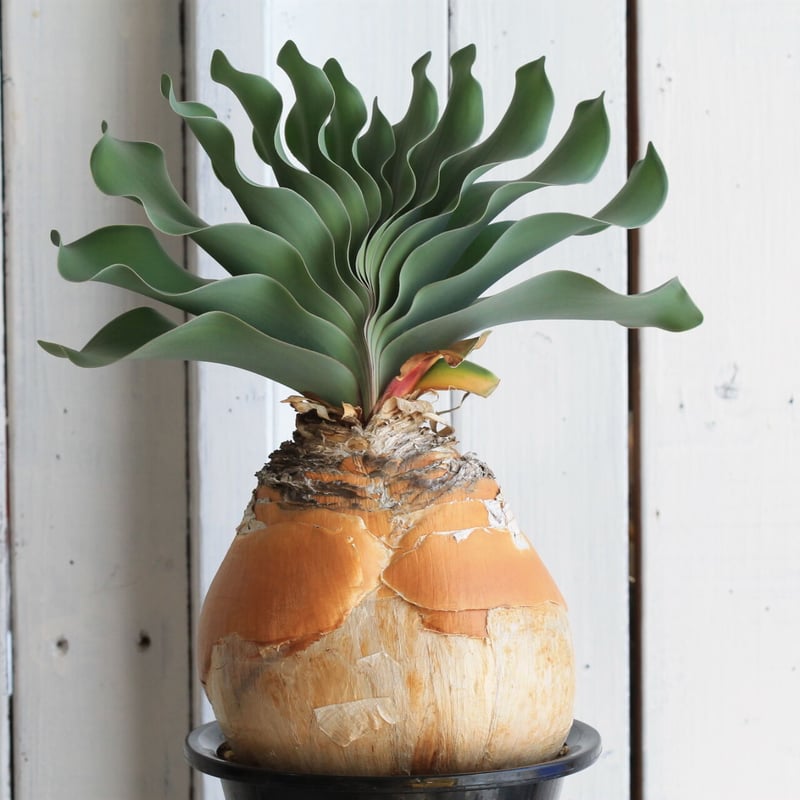 ブーファン ハエマントイデス | hanayoshi-botanical