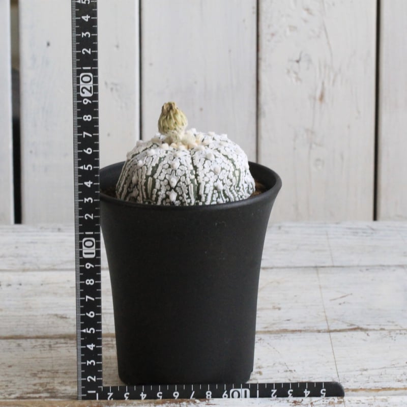 アストロフィツム スーパー兜 | hanayoshi-botanical