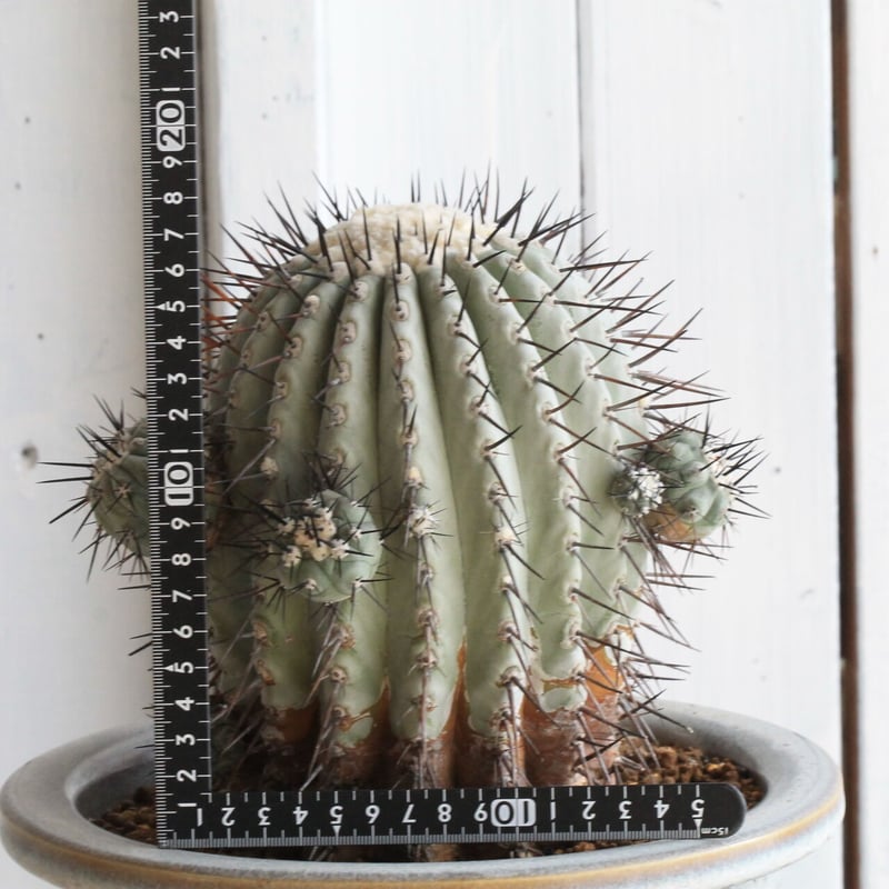 コピアポア シネレア 黒王丸 | hanayoshi-botanical