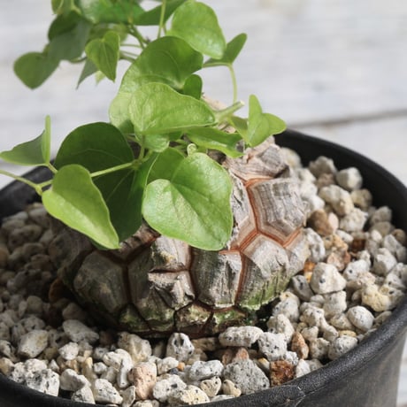 アフリカ亀甲竜ディオスコレアエレファンテ | STORES