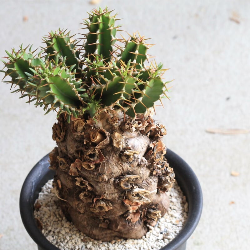 ユーフォルビア ムランジーナ | hanayoshi-botanical