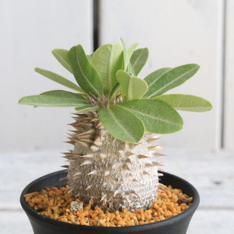 パキポディウム デンシカウレ 恵比寿大黒④ | hanayoshi-botanical