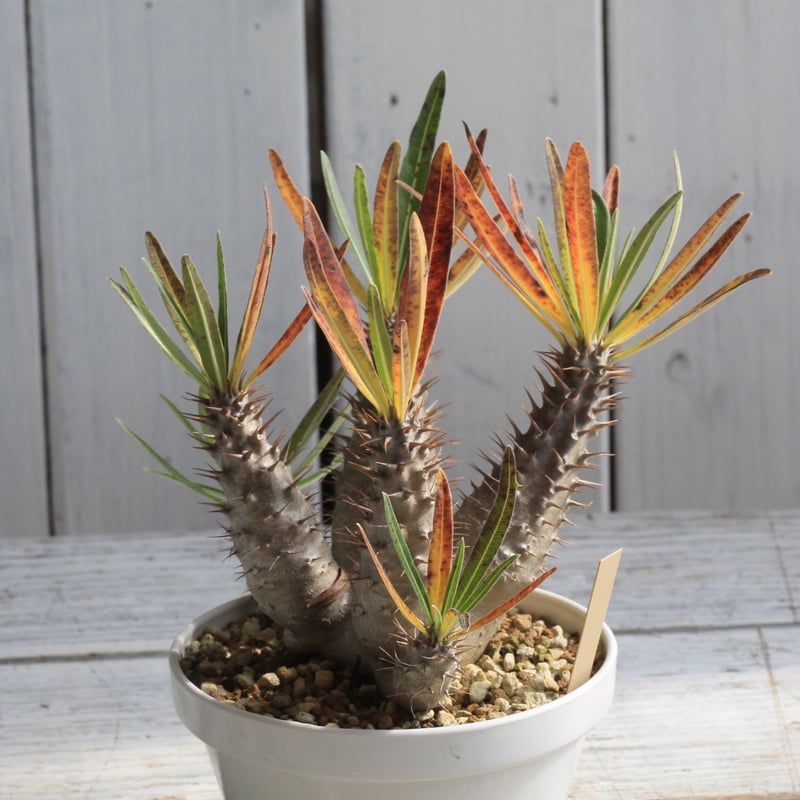 ミスマフェット。花芽1個。5鉢セット。蜜蜂誘引蘭。 【公式通販】