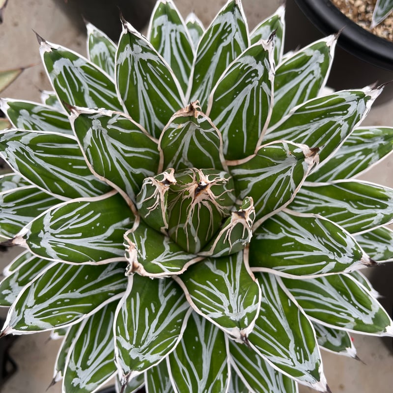 アガベ 特選笹の雪 NO-1 | hanayoshi-botanical