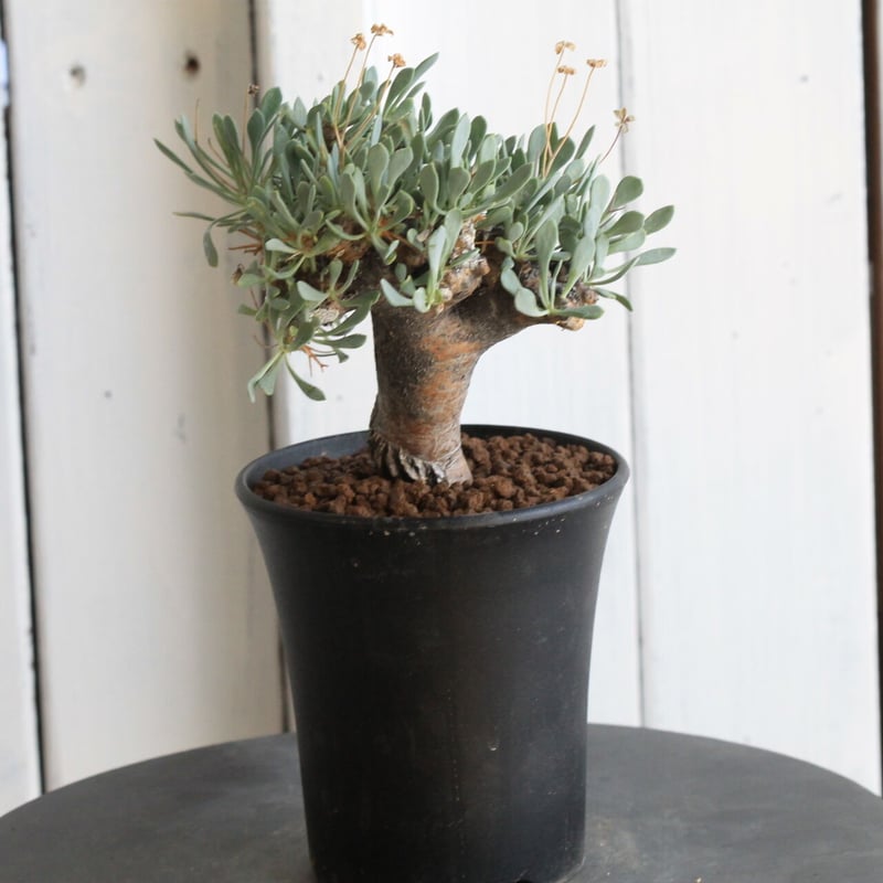 オトンナ ユーフォルビオイデス（変種） | hanayoshi-botanical