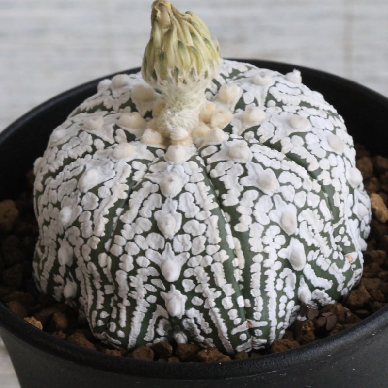 アストロフィツム スーパー兜 | hanayoshi-botanical