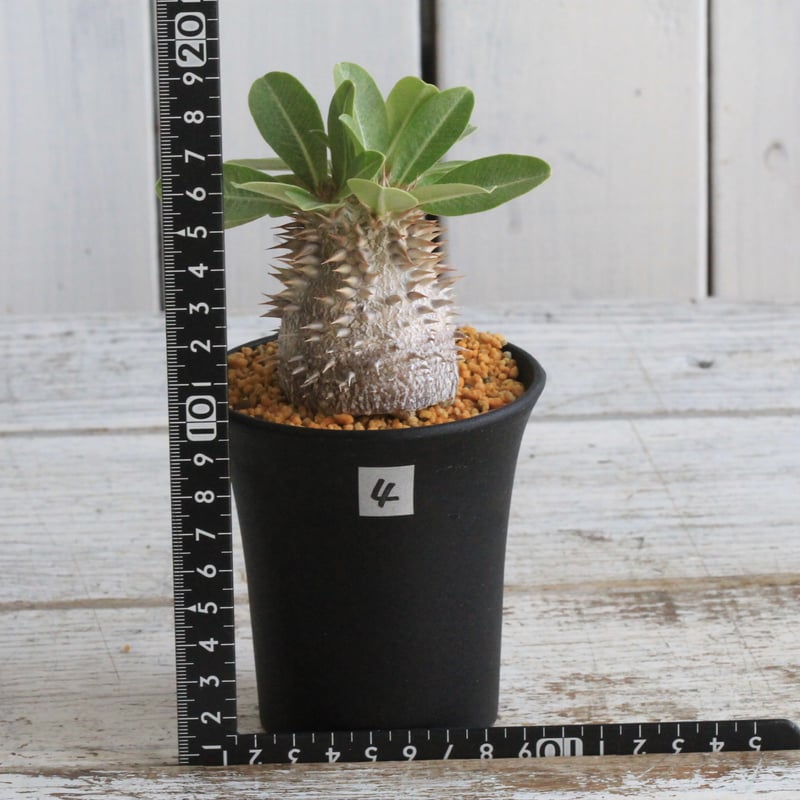 パキポディウム デンシカウレ 恵比寿大黒④ | hanayoshi-botanical