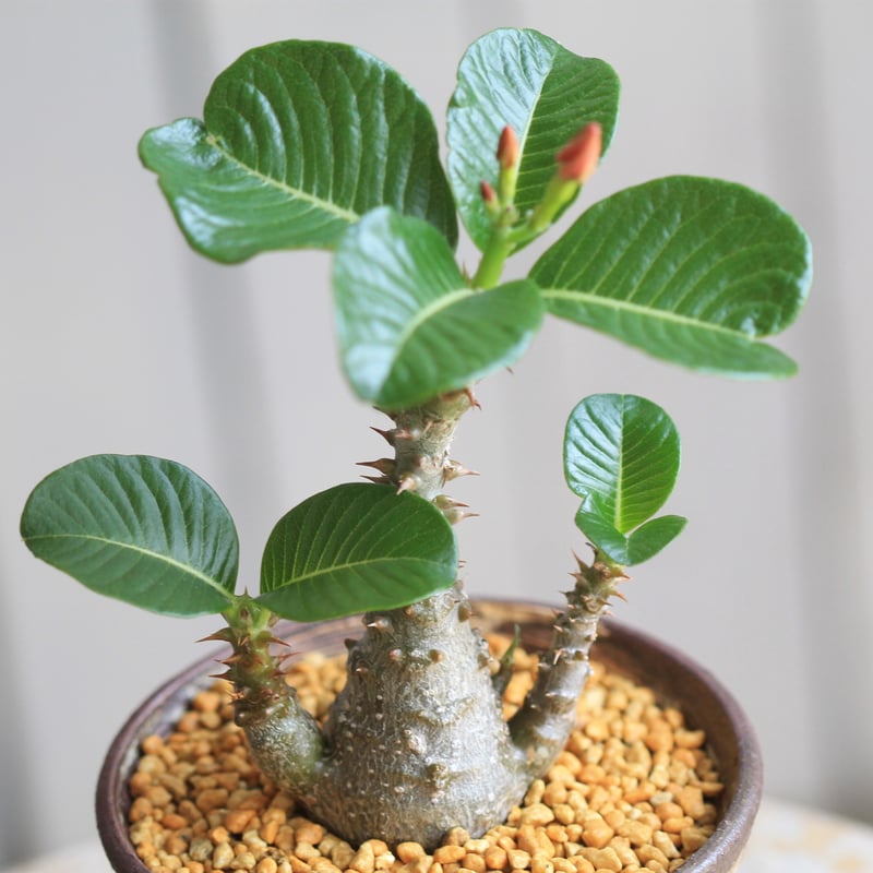 パキポディウム ウィンゾリー 実生 | hanayoshi-botanical