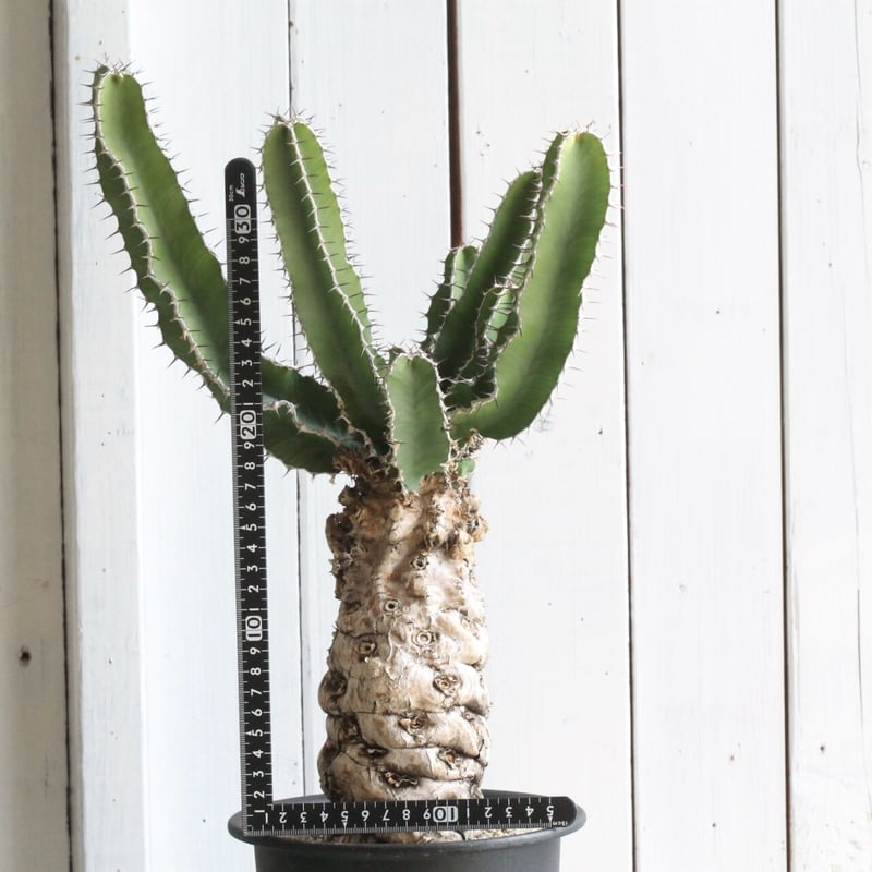 ユーフォルビア ムランジーナ | hanayoshi-botanical