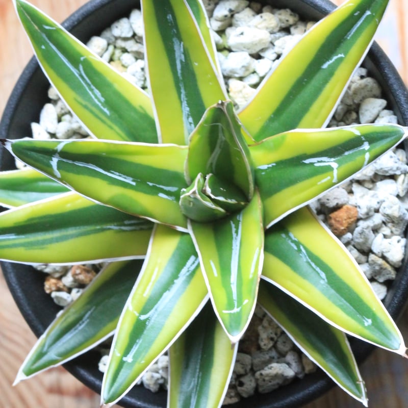 アガベ 笹の雪 黄覆輪鮮明斑 | hanayoshi-botanical