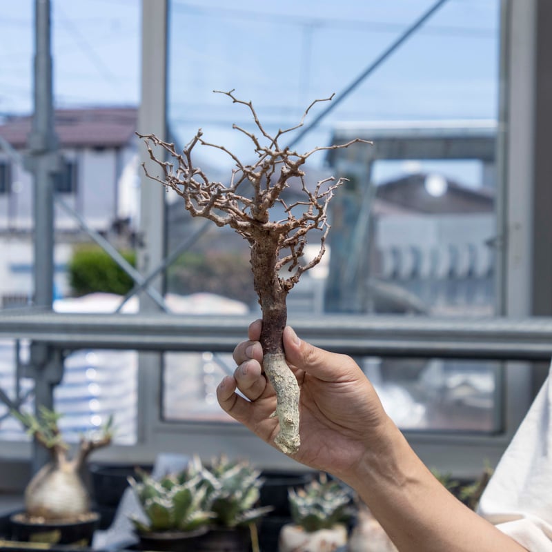 コミフォラモンストローサ 24050510_36 【現地球】 | ISALO