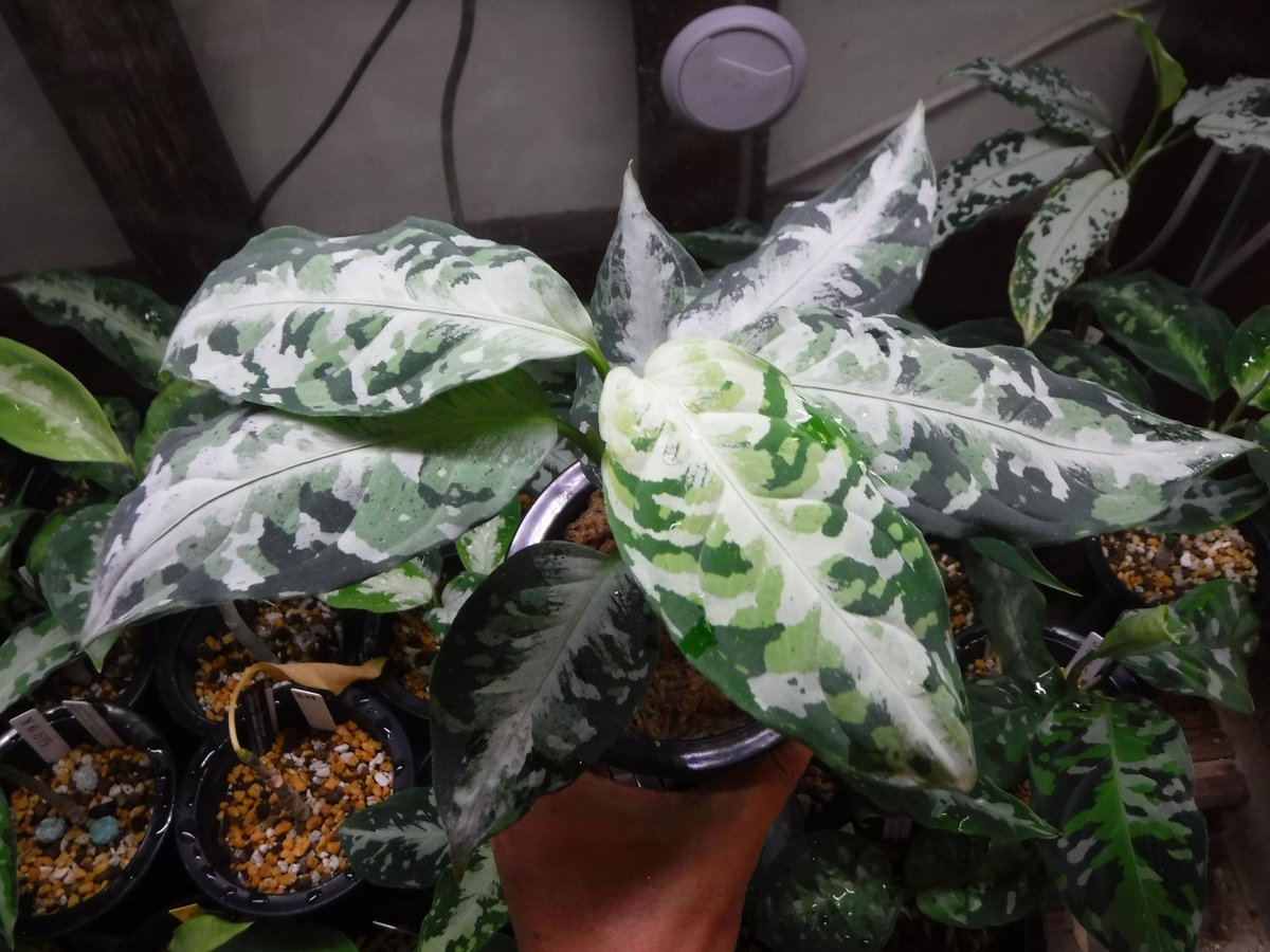 Aglaonema pictum tricolor '柳緑花紅' | Green Note