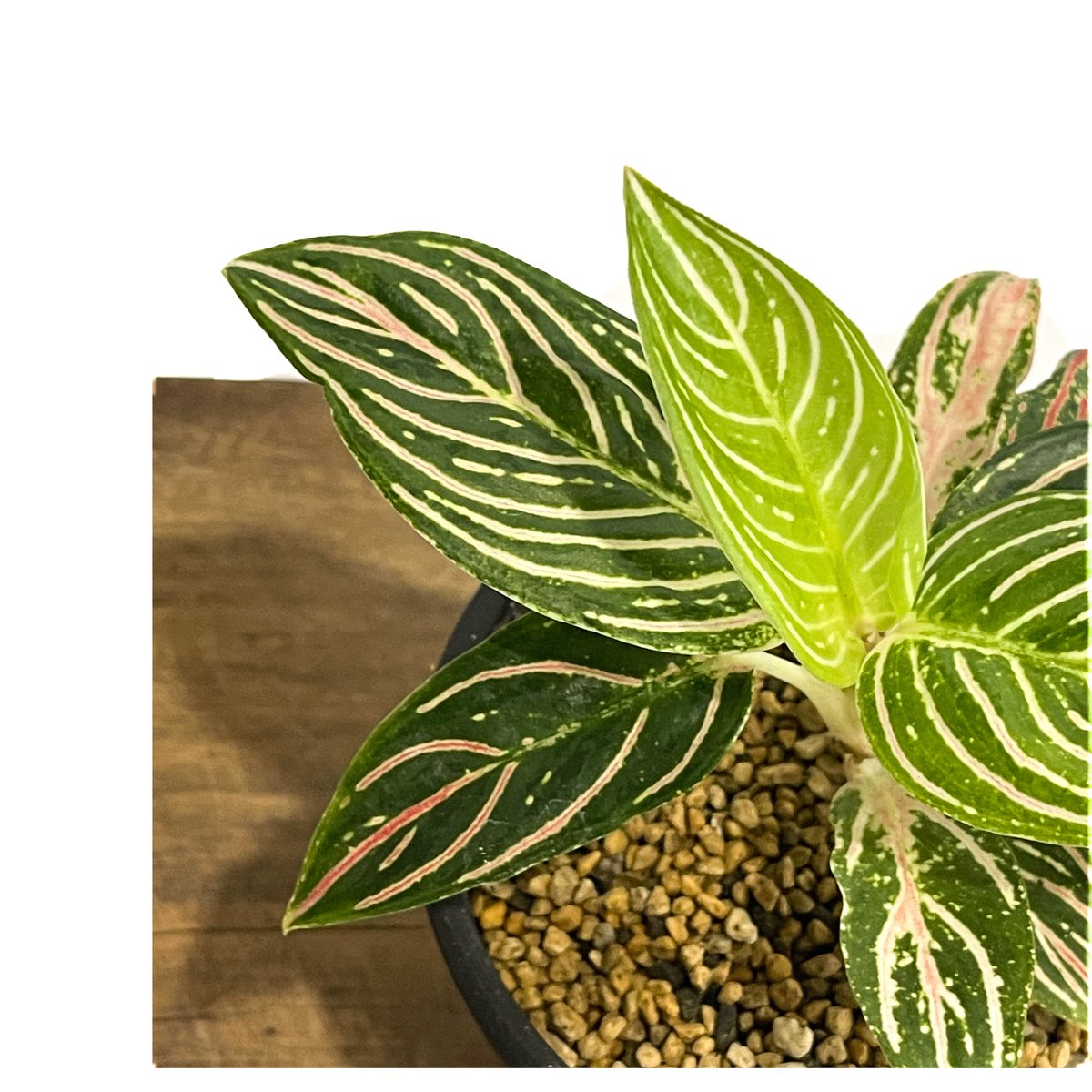 アグラオネマ ゴールデンホープ「Aglaonema Golden Hope」17G-1 | S