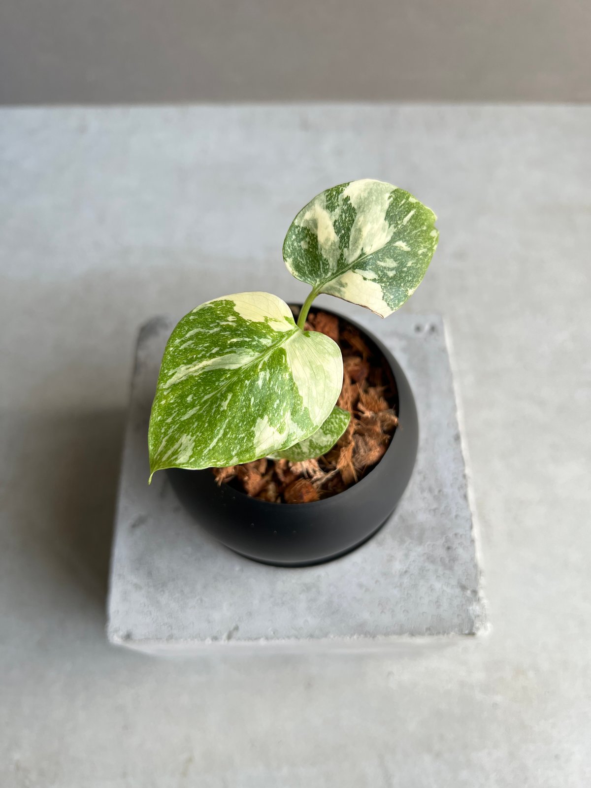 特大極上苗】モンステラ タイコンステレーション クリームブリュレ 6号