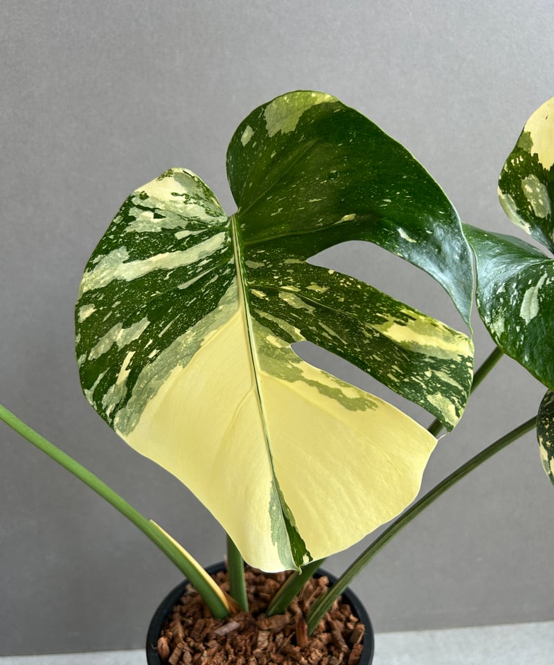 モンステラ タイ コンステレーション クリーム ブリュレ 「Monstera