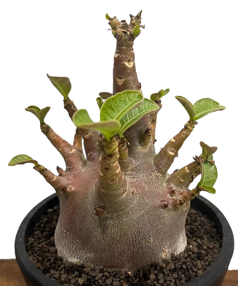 アデニウム アラビカム ドワーフ “ブラック” 「Adenium arabicum Dwarf
