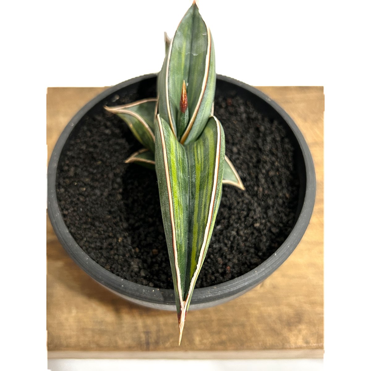 サンセベリア ロリダ 斑入り「Sansevieria rorida Var.」6/14-771
