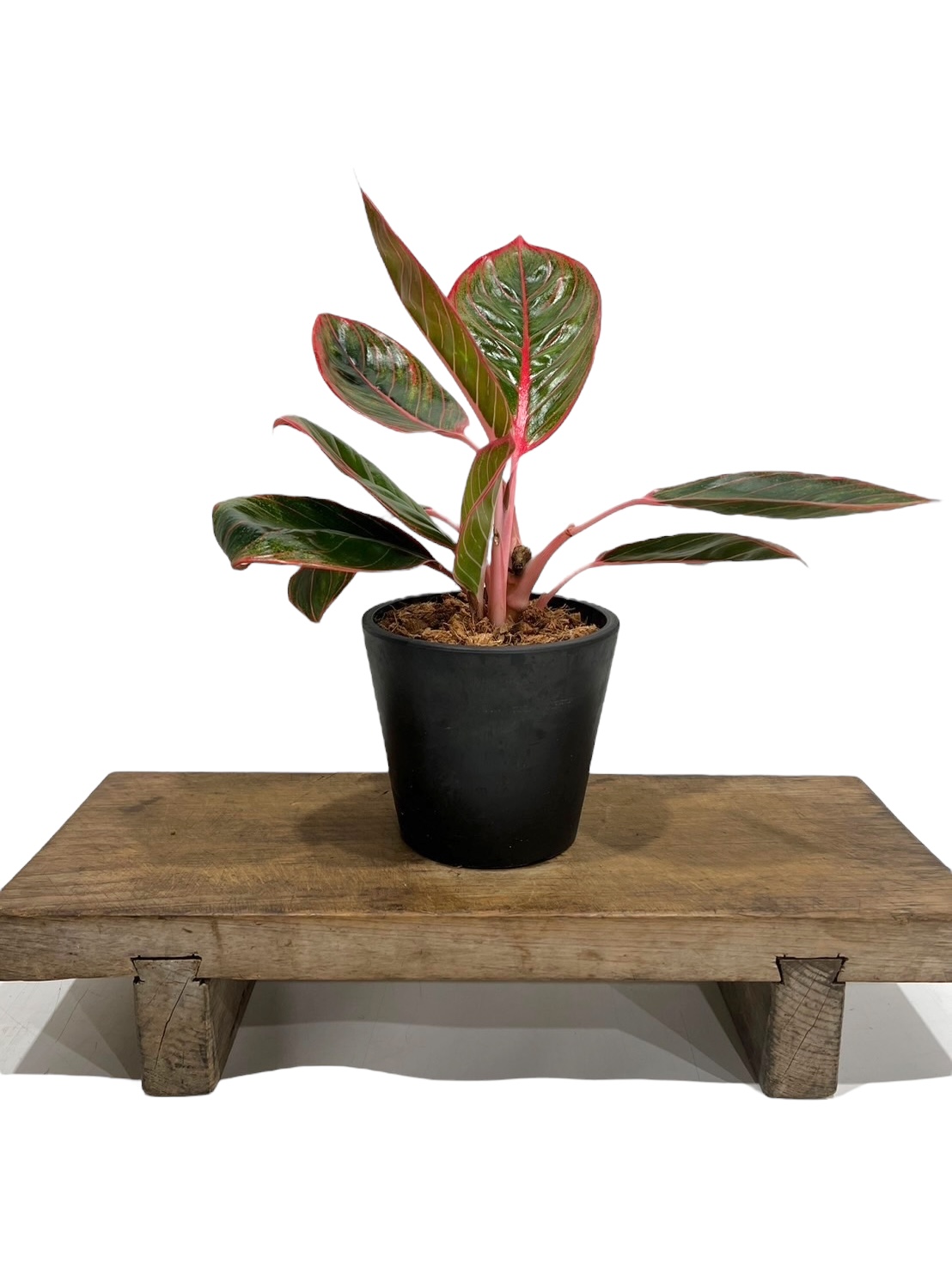 アグラオネマ リップスティック カンザ C 園芸ネット本店