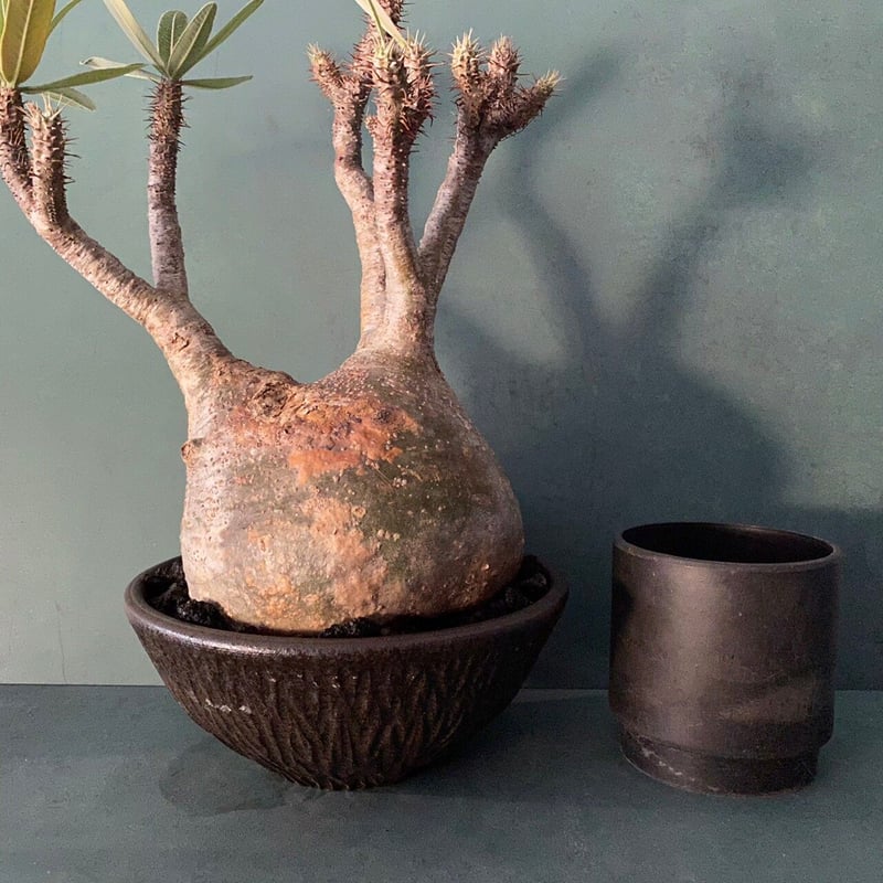 発根済 大サイズ グラキリス 22 ×【 ISOBE - BACHI 】