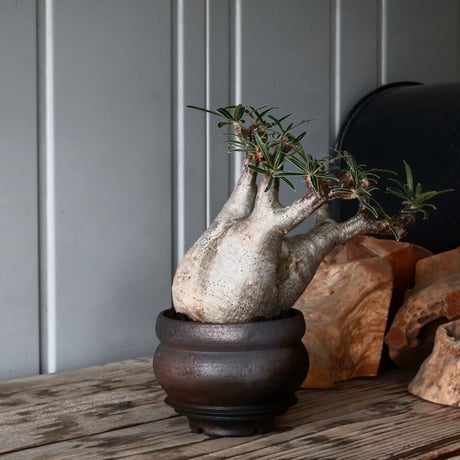 CATEGORY 磯部祐介 作品 植木鉢 | Botanical Holic