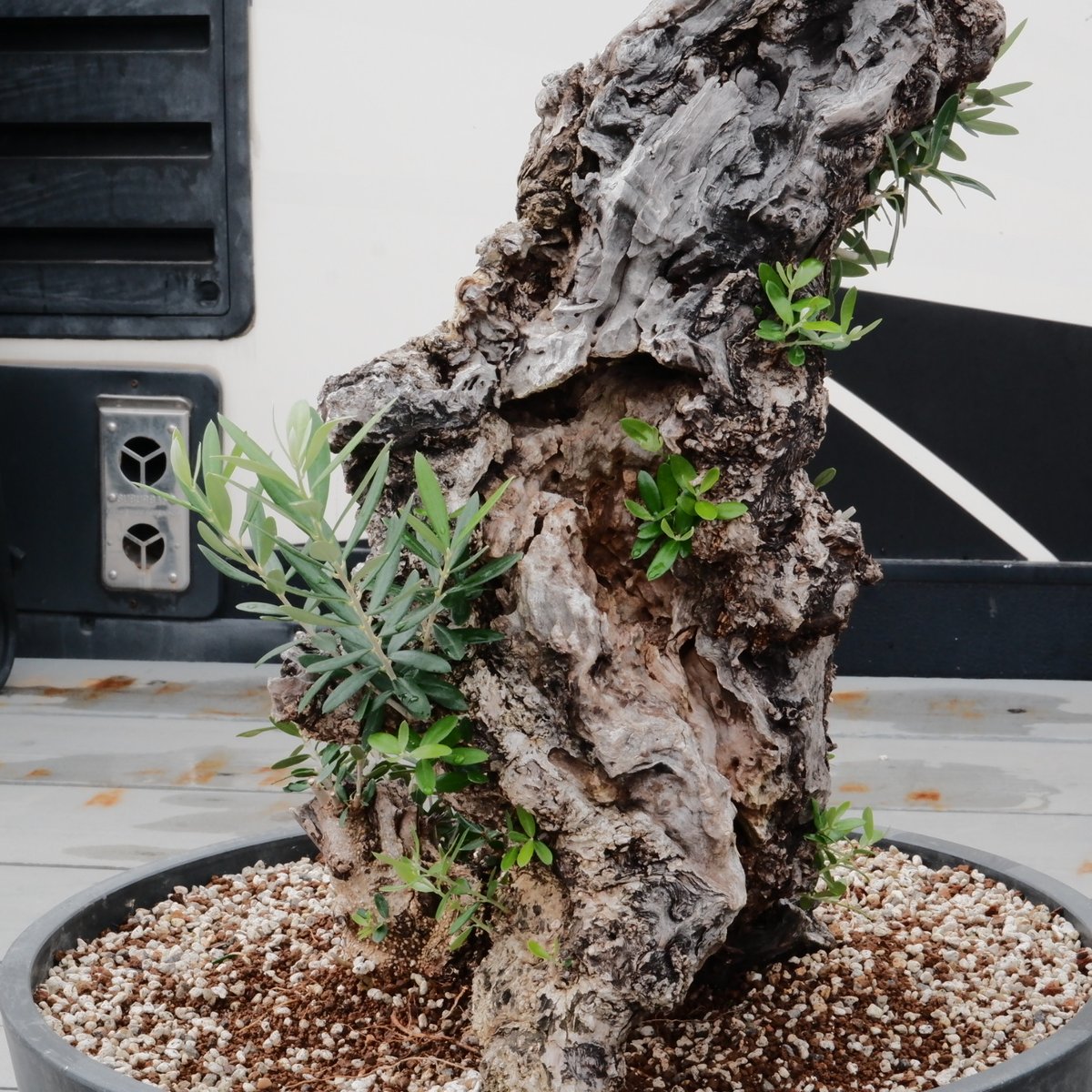 オリーブ 剪定枝 太枝 極太 太木挿し 挿し木 2本 オリーブ太木挿