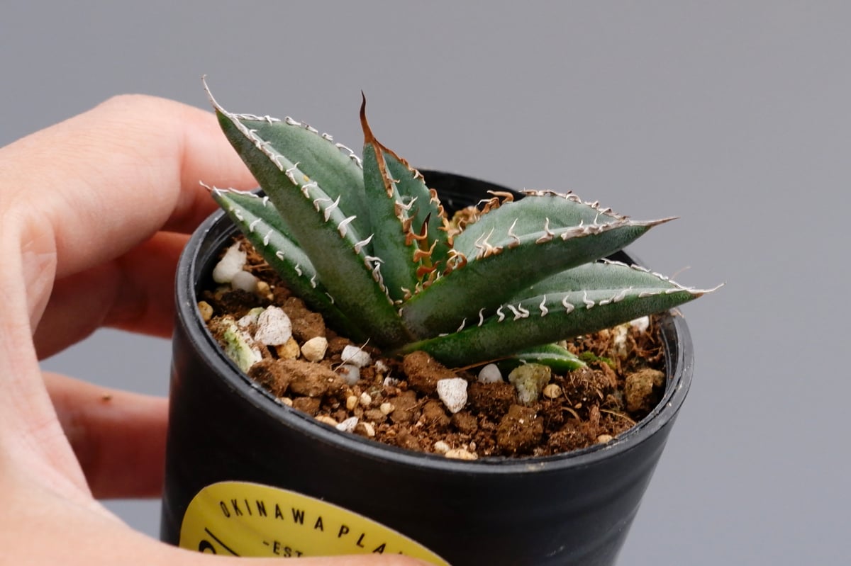 アガベ オテロイ 実生株 Agave oteroi seeding 064 | Sunny