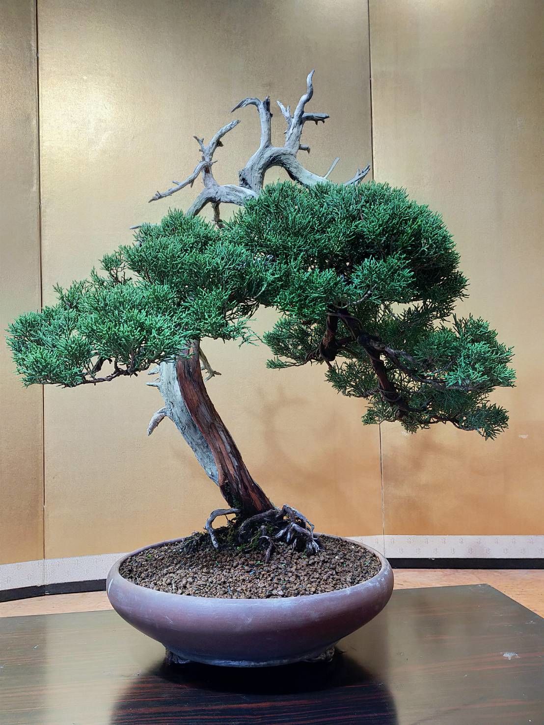 盆栽鉢 植木鉢 陶芸 園芸 盆栽 盆栽鉢植木鉢陶芸園芸盆栽