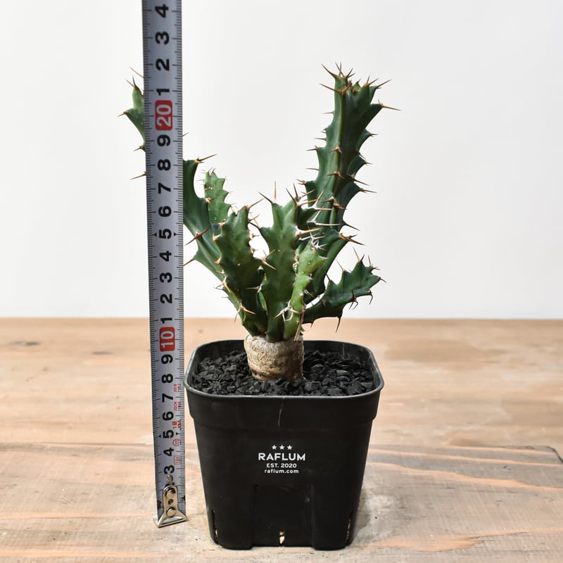 ユーフォルビア クラビゲラ 【実生】 RFHK25011505 | RAFLUM / ラフラム