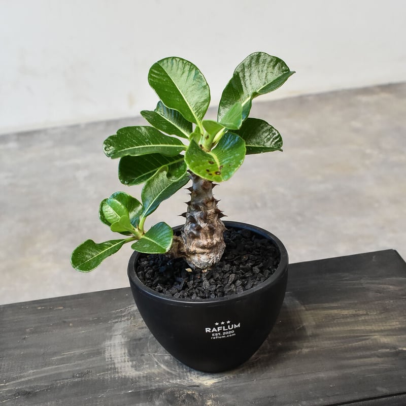 パキポディウム ウィンゾリー （実生）RF231721(T) | RAFLUM