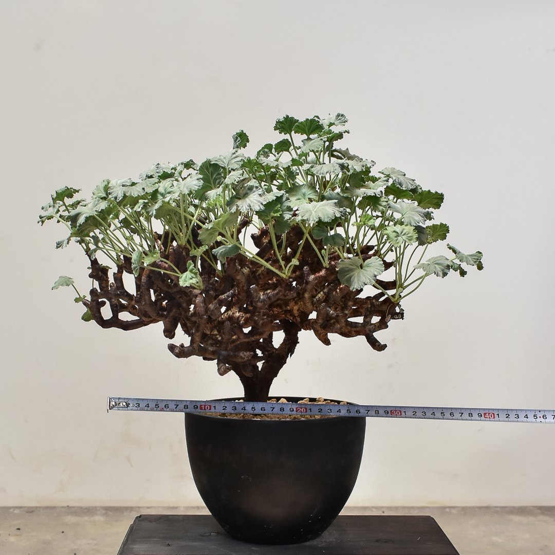 ペラルゴニウム ミラビレ 大株（発根済み）A RF231900(T) | RAFLUM / ラ