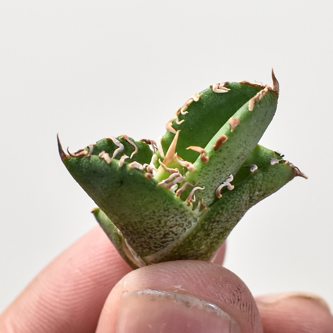 アガベ チタノタ ホオジロザメ 