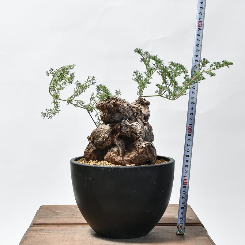 ペラルゴニウム トリステ 【発根済】HK2402633 | RAFLUM / ラフラム