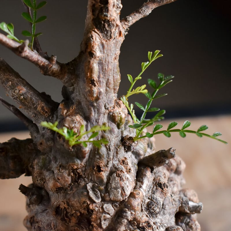オペルクリカリア パキプス【手乗りサイズ・見事な枝ぶり！厳選された