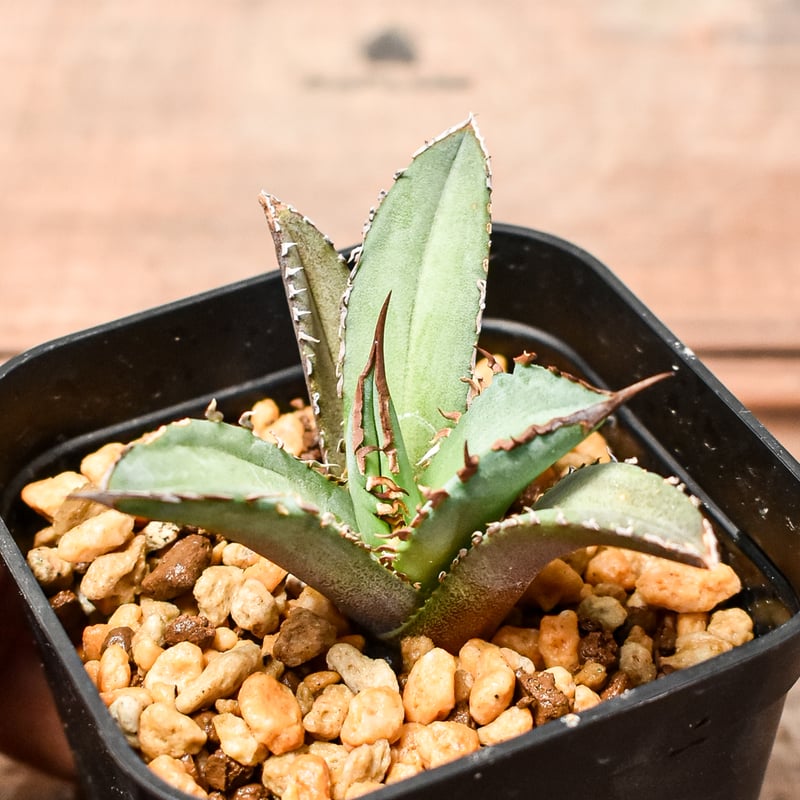 アガベ チタノタ DENNIS040 