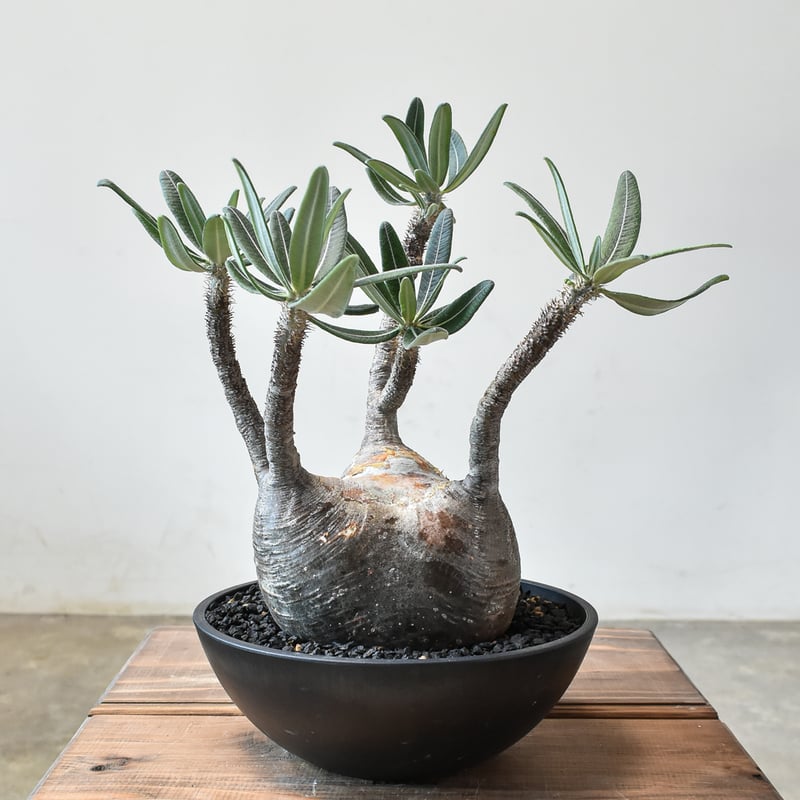 HARU☆パキポディウム グラキリス現地球 発根済み 塊根植物 パキプス