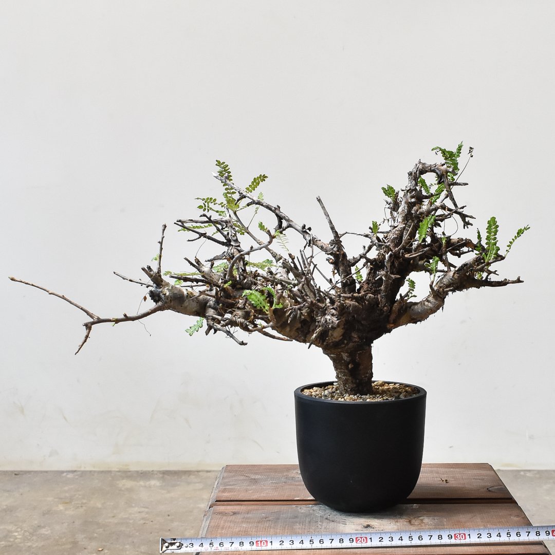 ボスウェリア ネグレクタ 【現地球/発根済み】HK2409038 | RAFLUM