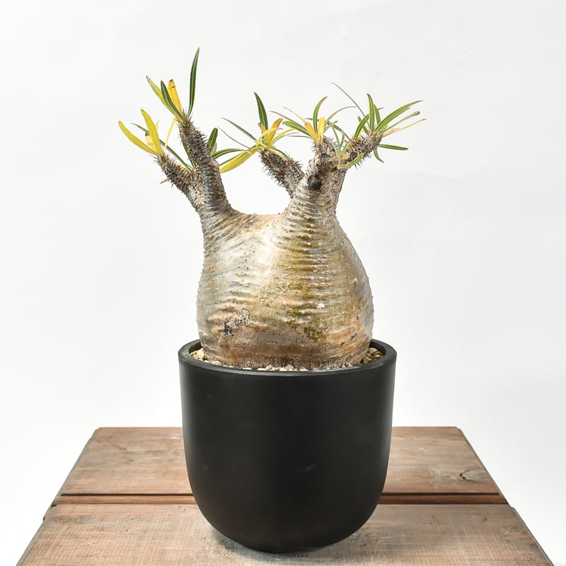 パキポディウム グラキリス 【現地球/発根済み】HK2402614 | RAFLUM