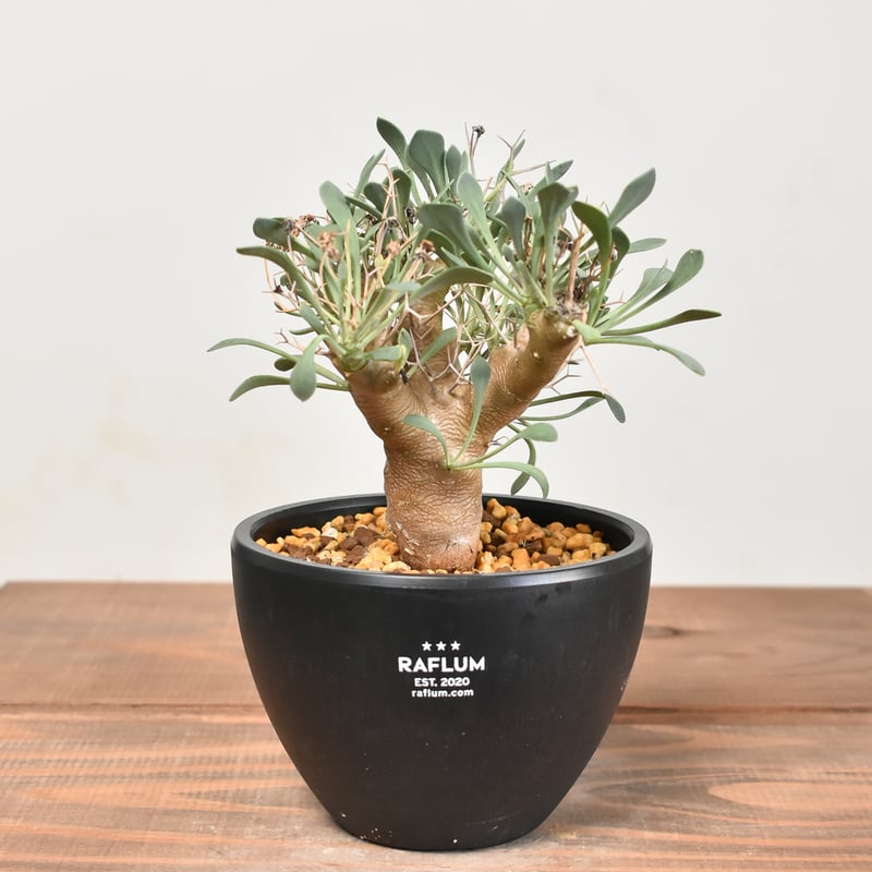 オトンナ ユーフォルビオイデス 