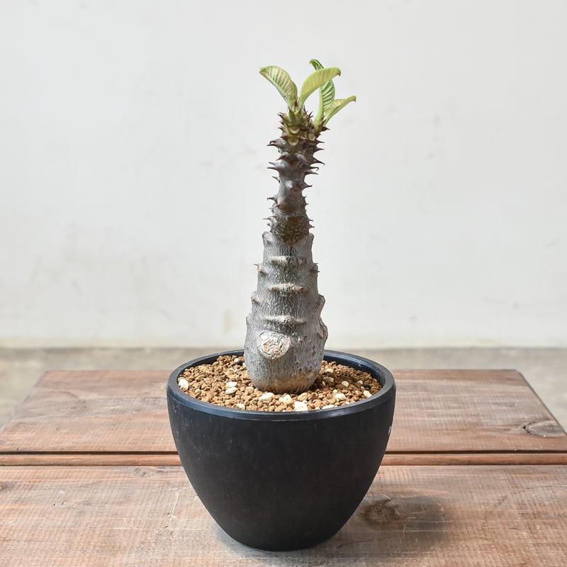 パキポディウム ウィンゾリー 【実生】GM2402214 | RAFLUM / ラフラム