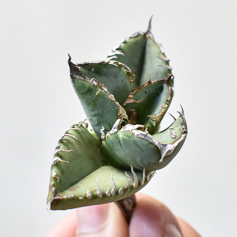 RAFLUM特選】アガベ チタノタ 麻花龍 【台湾 berlin産/子株/抜き苗】A